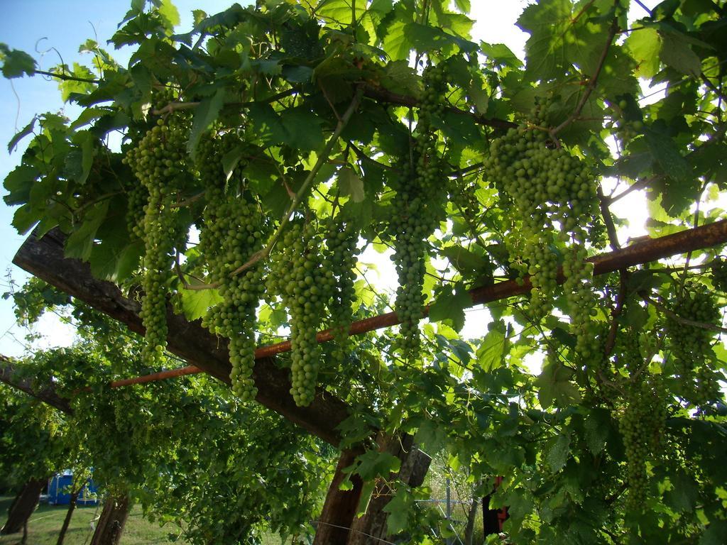 Antico Casale Dei Sogni Agriturismo Lugo  Exteriör bild